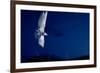 Whiskered Tern (Chlidonias Hybrida) in Flight at Night, Lake Skadar, Lake Skadar Np, Montenegro-Radisics-Framed Photographic Print