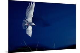 Whiskered Tern (Chlidonias Hybrida) in Flight at Night, Lake Skadar, Lake Skadar Np, Montenegro-Radisics-Mounted Photographic Print