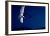 Whiskered Tern (Chlidonias Hybrida) in Flight at Night, Lake Skadar, Lake Skadar Np, Montenegro-Radisics-Framed Photographic Print