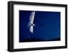 Whiskered Tern (Chlidonias Hybrida) in Flight at Night, Lake Skadar, Lake Skadar Np, Montenegro-Radisics-Framed Photographic Print