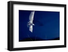 Whiskered Tern (Chlidonias Hybrida) in Flight at Night, Lake Skadar, Lake Skadar Np, Montenegro-Radisics-Framed Photographic Print