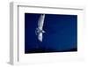 Whiskered Tern (Chlidonias Hybrida) in Flight at Night, Lake Skadar, Lake Skadar Np, Montenegro-Radisics-Framed Photographic Print