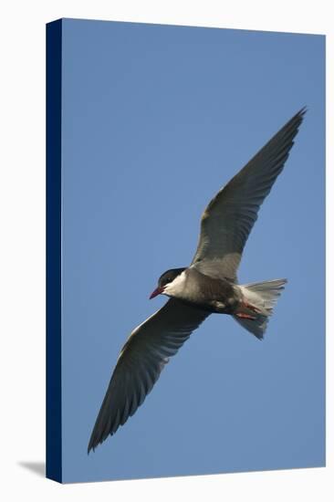 Whiskered Tern (Chlidonias Hybrida) in Flight, Lake Skadar National Park, Montenegro, June 2008-Radisics-Stretched Canvas