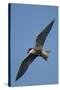 Whiskered Tern (Chlidonias Hybrida) in Flight, Lake Skadar National Park, Montenegro, June 2008-Radisics-Stretched Canvas