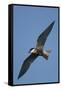 Whiskered Tern (Chlidonias Hybrida) in Flight, Lake Skadar National Park, Montenegro, June 2008-Radisics-Framed Stretched Canvas