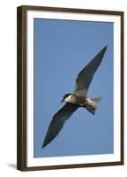 Whiskered Tern (Chlidonias Hybrida) in Flight, Lake Skadar National Park, Montenegro, June 2008-Radisics-Framed Premium Photographic Print