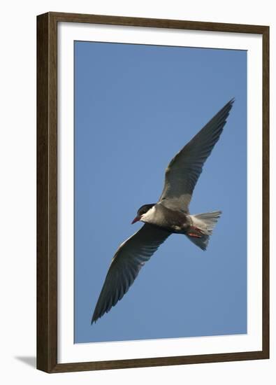 Whiskered Tern (Chlidonias Hybrida) in Flight, Lake Skadar National Park, Montenegro, June 2008-Radisics-Framed Premium Photographic Print