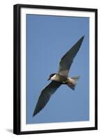 Whiskered Tern (Chlidonias Hybrida) in Flight, Lake Skadar National Park, Montenegro, June 2008-Radisics-Framed Premium Photographic Print