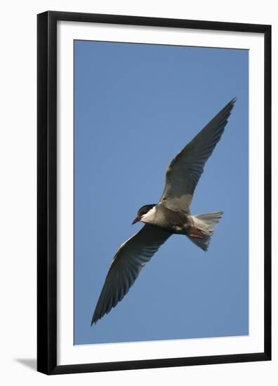 Whiskered Tern (Chlidonias Hybrida) in Flight, Lake Skadar National Park, Montenegro, June 2008-Radisics-Framed Premium Photographic Print