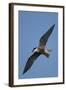 Whiskered Tern (Chlidonias Hybrida) in Flight, Lake Skadar National Park, Montenegro, June 2008-Radisics-Framed Premium Photographic Print