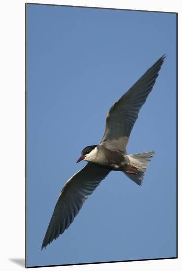 Whiskered Tern (Chlidonias Hybrida) in Flight, Lake Skadar National Park, Montenegro, June 2008-Radisics-Mounted Premium Photographic Print