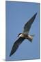 Whiskered Tern (Chlidonias Hybrida) in Flight, Lake Skadar National Park, Montenegro, June 2008-Radisics-Mounted Premium Photographic Print