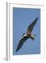 Whiskered Tern (Chlidonias Hybrida) in Flight, Lake Skadar National Park, Montenegro, June 2008-Radisics-Framed Photographic Print