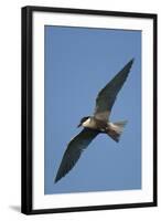 Whiskered Tern (Chlidonias Hybrida) in Flight, Lake Skadar National Park, Montenegro, June 2008-Radisics-Framed Photographic Print