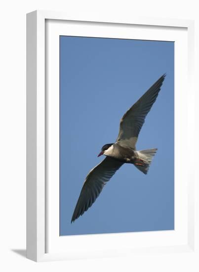 Whiskered Tern (Chlidonias Hybrida) in Flight, Lake Skadar National Park, Montenegro, June 2008-Radisics-Framed Photographic Print