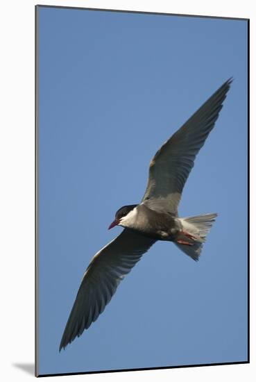 Whiskered Tern (Chlidonias Hybrida) in Flight, Lake Skadar National Park, Montenegro, June 2008-Radisics-Mounted Photographic Print