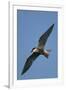 Whiskered Tern (Chlidonias Hybrida) in Flight, Lake Skadar National Park, Montenegro, June 2008-Radisics-Framed Photographic Print