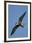 Whiskered Tern (Chlidonias Hybrida) in Flight, Lake Skadar National Park, Montenegro, June 2008-Radisics-Framed Photographic Print