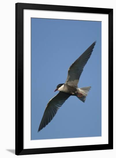 Whiskered Tern (Chlidonias Hybrida) in Flight, Lake Skadar National Park, Montenegro, June 2008-Radisics-Framed Photographic Print