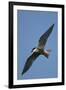 Whiskered Tern (Chlidonias Hybrida) in Flight, Lake Skadar National Park, Montenegro, June 2008-Radisics-Framed Photographic Print