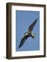 Whiskered Tern (Chlidonias Hybrida) in Flight, Lake Skadar National Park, Montenegro, June 2008-Radisics-Framed Photographic Print