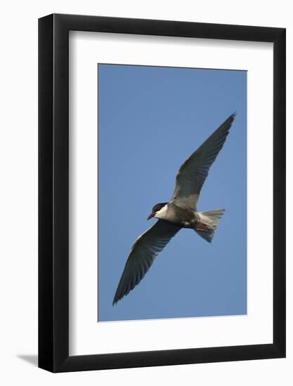 Whiskered Tern (Chlidonias Hybrida) in Flight, Lake Skadar National Park, Montenegro, June 2008-Radisics-Framed Photographic Print