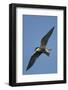 Whiskered Tern (Chlidonias Hybrida) in Flight, Lake Skadar National Park, Montenegro, June 2008-Radisics-Framed Photographic Print