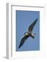 Whiskered Tern (Chlidonias Hybrida) in Flight, Lake Skadar National Park, Montenegro, June 2008-Radisics-Framed Photographic Print