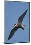 Whiskered Tern (Chlidonias Hybrida) in Flight, Lake Skadar National Park, Montenegro, June 2008-Radisics-Mounted Photographic Print