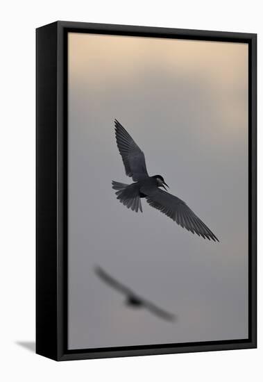 Whiskered Tern (Chlidonias Hybrida) in Flight, Lake Skadar National Park, Montenegro, May 2008-Radisics-Framed Stretched Canvas