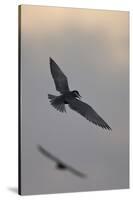 Whiskered Tern (Chlidonias Hybrida) in Flight, Lake Skadar National Park, Montenegro, May 2008-Radisics-Stretched Canvas