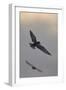 Whiskered Tern (Chlidonias Hybrida) in Flight, Lake Skadar National Park, Montenegro, May 2008-Radisics-Framed Photographic Print