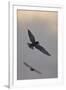 Whiskered Tern (Chlidonias Hybrida) in Flight, Lake Skadar National Park, Montenegro, May 2008-Radisics-Framed Photographic Print