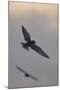 Whiskered Tern (Chlidonias Hybrida) in Flight, Lake Skadar National Park, Montenegro, May 2008-Radisics-Mounted Photographic Print