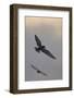 Whiskered Tern (Chlidonias Hybrida) in Flight, Lake Skadar National Park, Montenegro, May 2008-Radisics-Framed Photographic Print