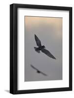 Whiskered Tern (Chlidonias Hybrida) in Flight, Lake Skadar National Park, Montenegro, May 2008-Radisics-Framed Photographic Print