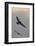 Whiskered Tern (Chlidonias Hybrida) in Flight, Lake Skadar National Park, Montenegro, May 2008-Radisics-Framed Photographic Print