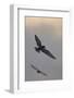 Whiskered Tern (Chlidonias Hybrida) in Flight, Lake Skadar National Park, Montenegro, May 2008-Radisics-Framed Photographic Print