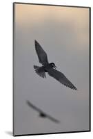 Whiskered Tern (Chlidonias Hybrida) in Flight, Lake Skadar National Park, Montenegro, May 2008-Radisics-Mounted Photographic Print