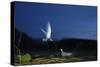 Whiskered Tern (Chlidonias Hybrida) Landing at Nest at Night, Lake Skadar Np, Montenegro, May-Radisics-Stretched Canvas