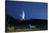 Whiskered Tern (Chlidonias Hybrida) Landing at Nest at Night, Lake Skadar Np, Montenegro, May-Radisics-Stretched Canvas