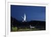 Whiskered Tern (Chlidonias Hybrida) Landing at Nest at Night, Lake Skadar Np, Montenegro, May-Radisics-Framed Photographic Print