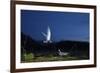 Whiskered Tern (Chlidonias Hybrida) Landing at Nest at Night, Lake Skadar Np, Montenegro, May-Radisics-Framed Photographic Print