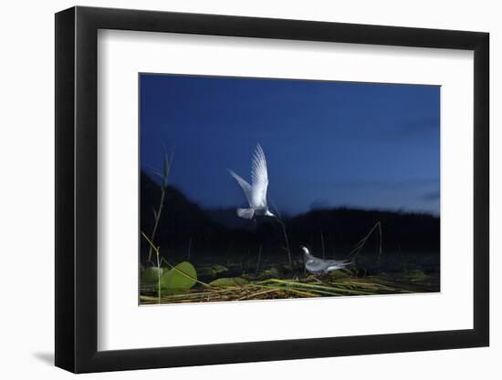 Whiskered Tern (Chlidonias Hybrida) Landing at Nest at Night, Lake Skadar Np, Montenegro, May-Radisics-Framed Photographic Print