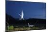 Whiskered Tern (Chlidonias Hybrida) Landing at Nest at Night, Lake Skadar Np, Montenegro, May-Radisics-Mounted Photographic Print