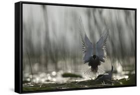 Whiskered Tern (Chlidonias Hybrida) Landing at Nest, Lake Skadar, Lake Skadar Np, Montenegro, May-Radisics-Framed Stretched Canvas