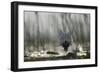 Whiskered Tern (Chlidonias Hybrida) Landing at Nest, Lake Skadar, Lake Skadar Np, Montenegro, May-Radisics-Framed Photographic Print