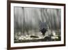 Whiskered Tern (Chlidonias Hybrida) Landing at Nest, Lake Skadar, Lake Skadar Np, Montenegro, May-Radisics-Framed Photographic Print