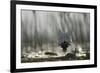 Whiskered Tern (Chlidonias Hybrida) Landing at Nest, Lake Skadar, Lake Skadar Np, Montenegro, May-Radisics-Framed Photographic Print