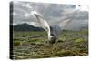 Whiskered Tern (Chlidonias Hybrida) on Nest with Eggs, Wings Stretched, Lake Skadar Np, Montenegro-Radisics-Stretched Canvas